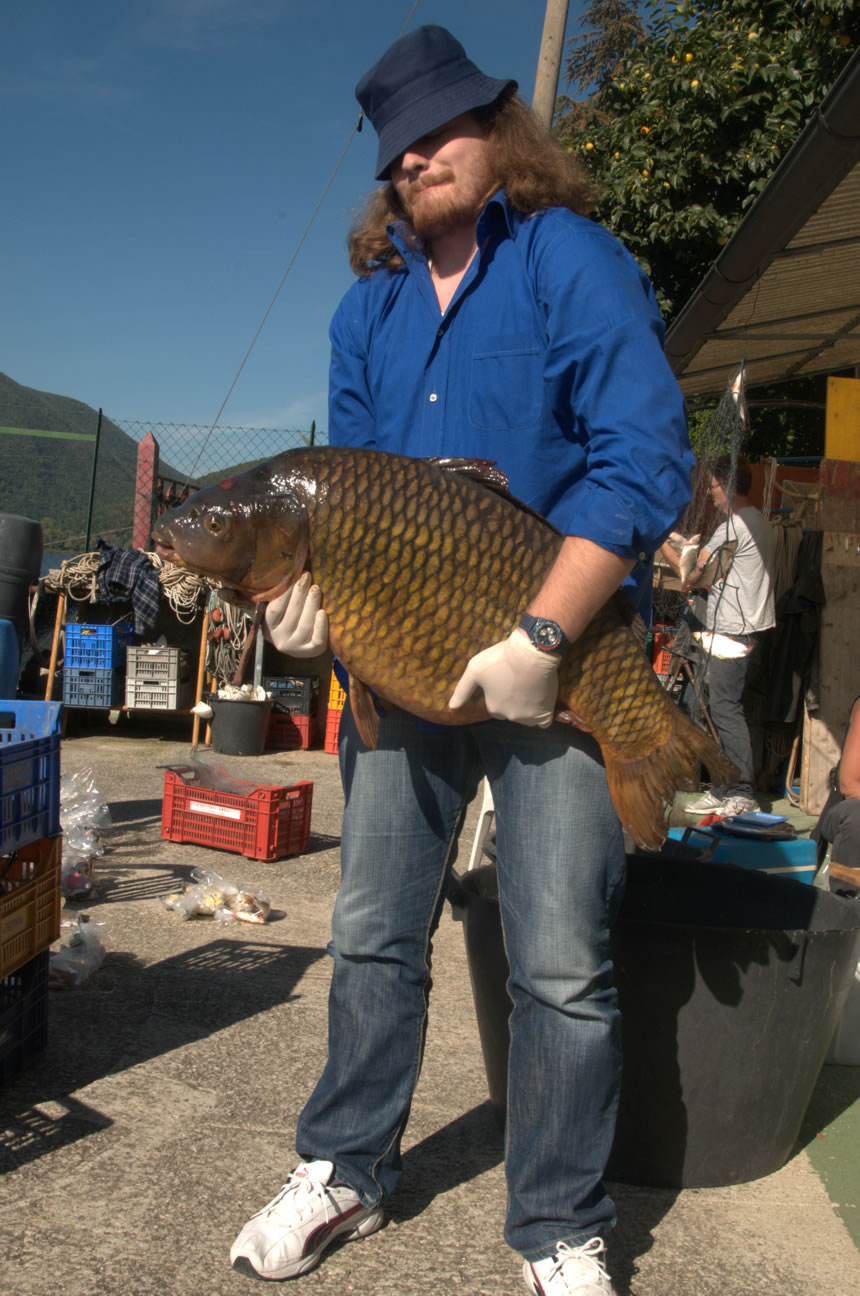 Lake fish index piediluco carpa