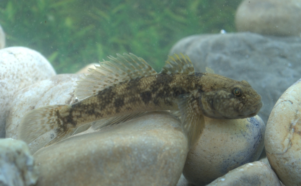 Padogobius nigricans