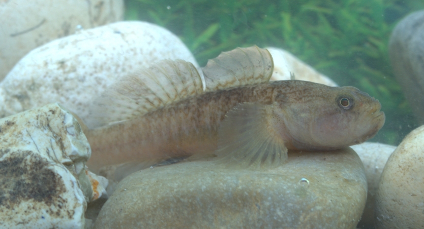 Padogobius bonelli